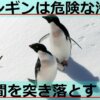 ペンギンは危険を確認するためいけにえを海に突き落とす!?ファーストペンギンと呼ばれ